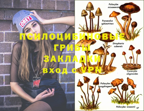 стаф Пересвет