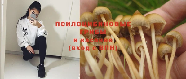 стаф Пересвет