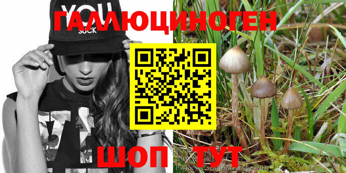 Псилоцибиновые грибы Psilocybine cubensis Коряжма